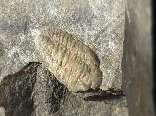 Acastoides poschmanni BASSE & MLLER 2016 - Bild © FossNet FossilienStore